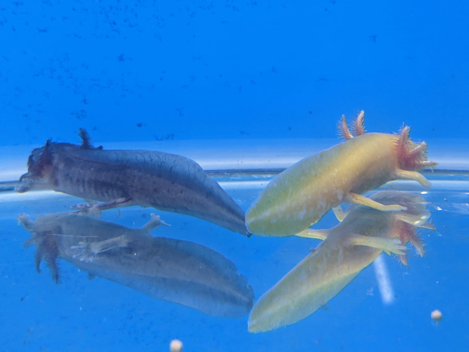 Green Axolotl