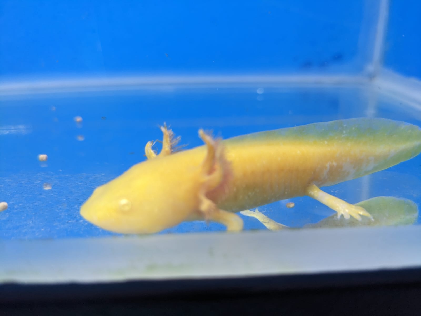 Golden Axolotl