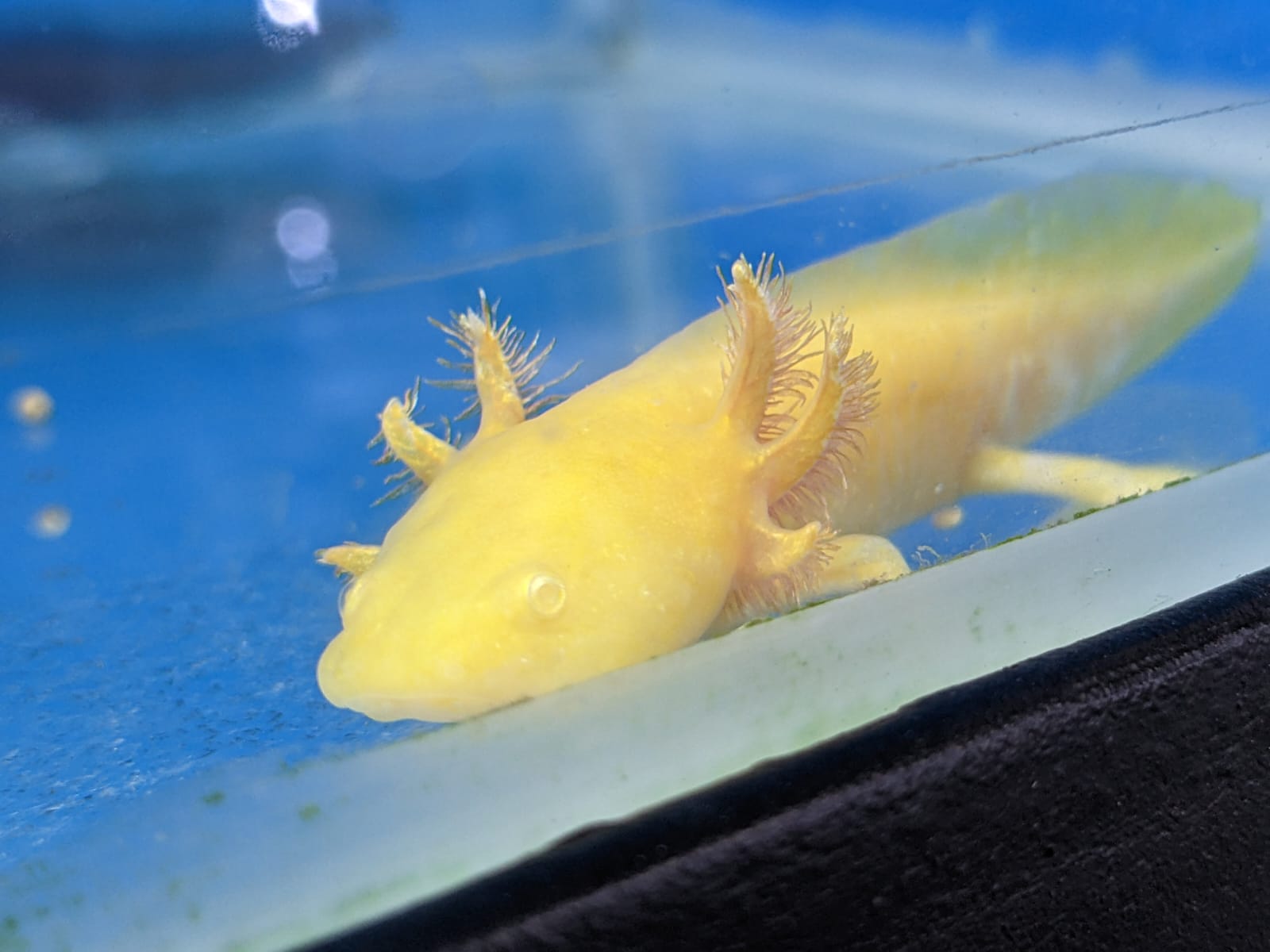Golden Axolotl