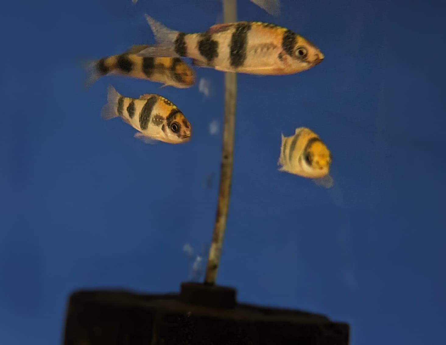 melon barbs