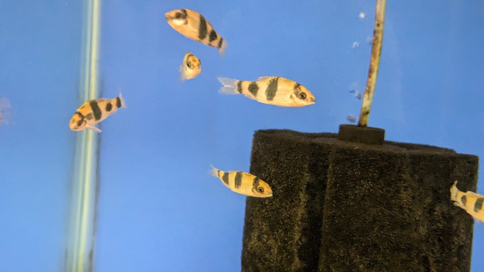 melon barbs