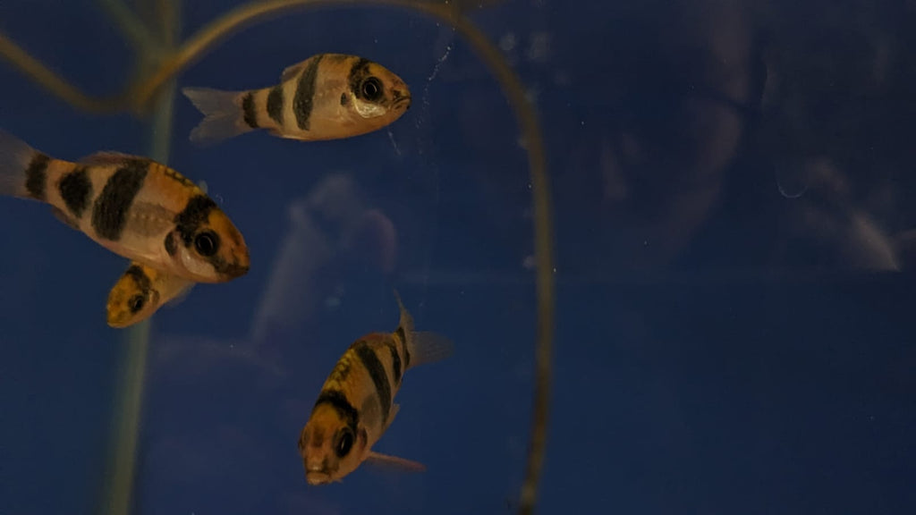 melon barbs