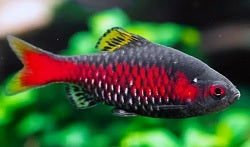 odessa barb