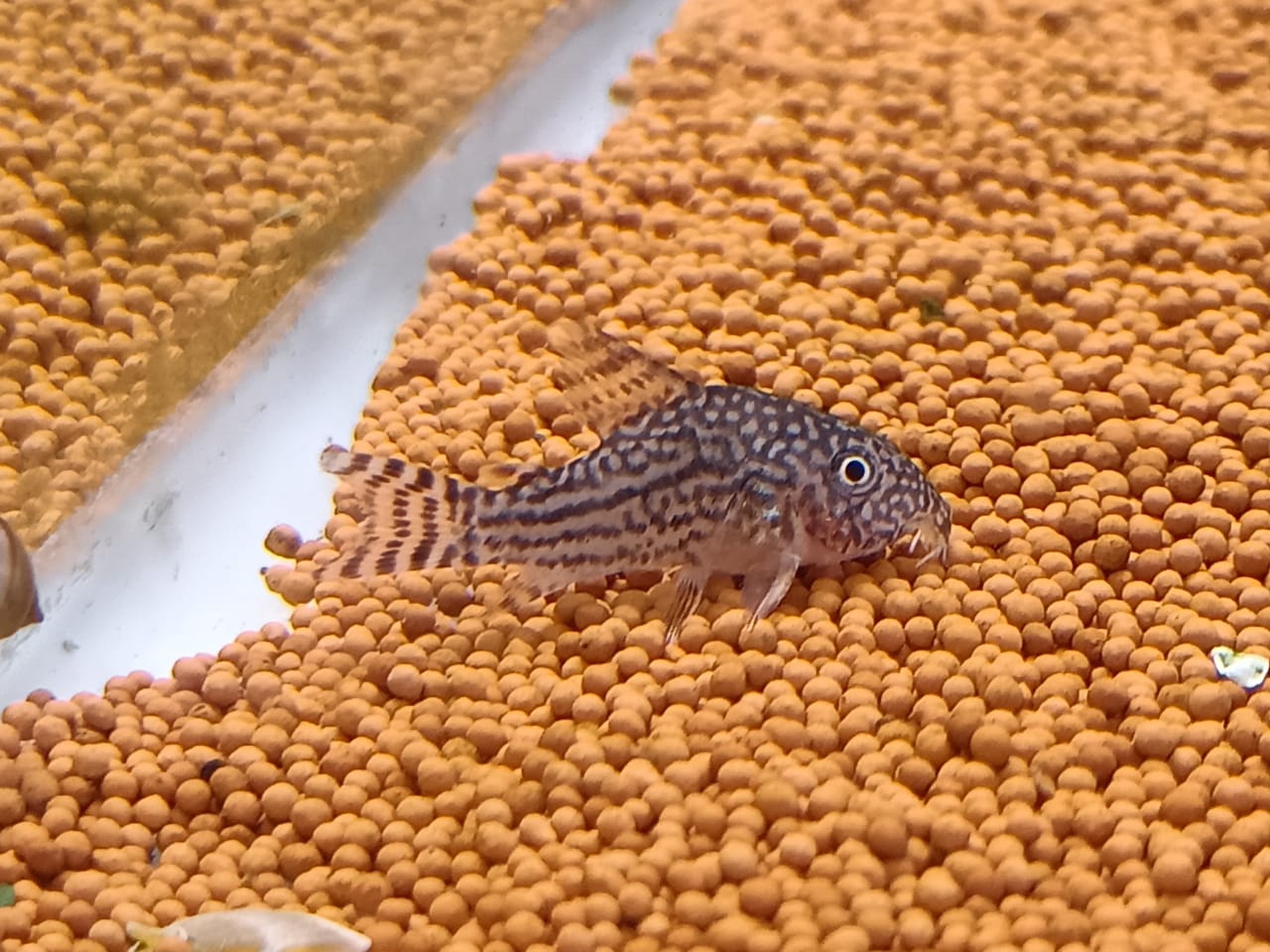 Sterbai Cory