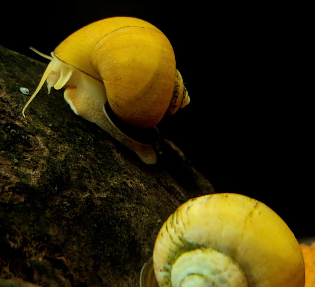 apple snail