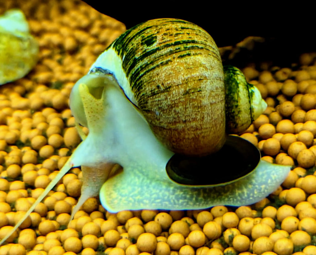 apple snail