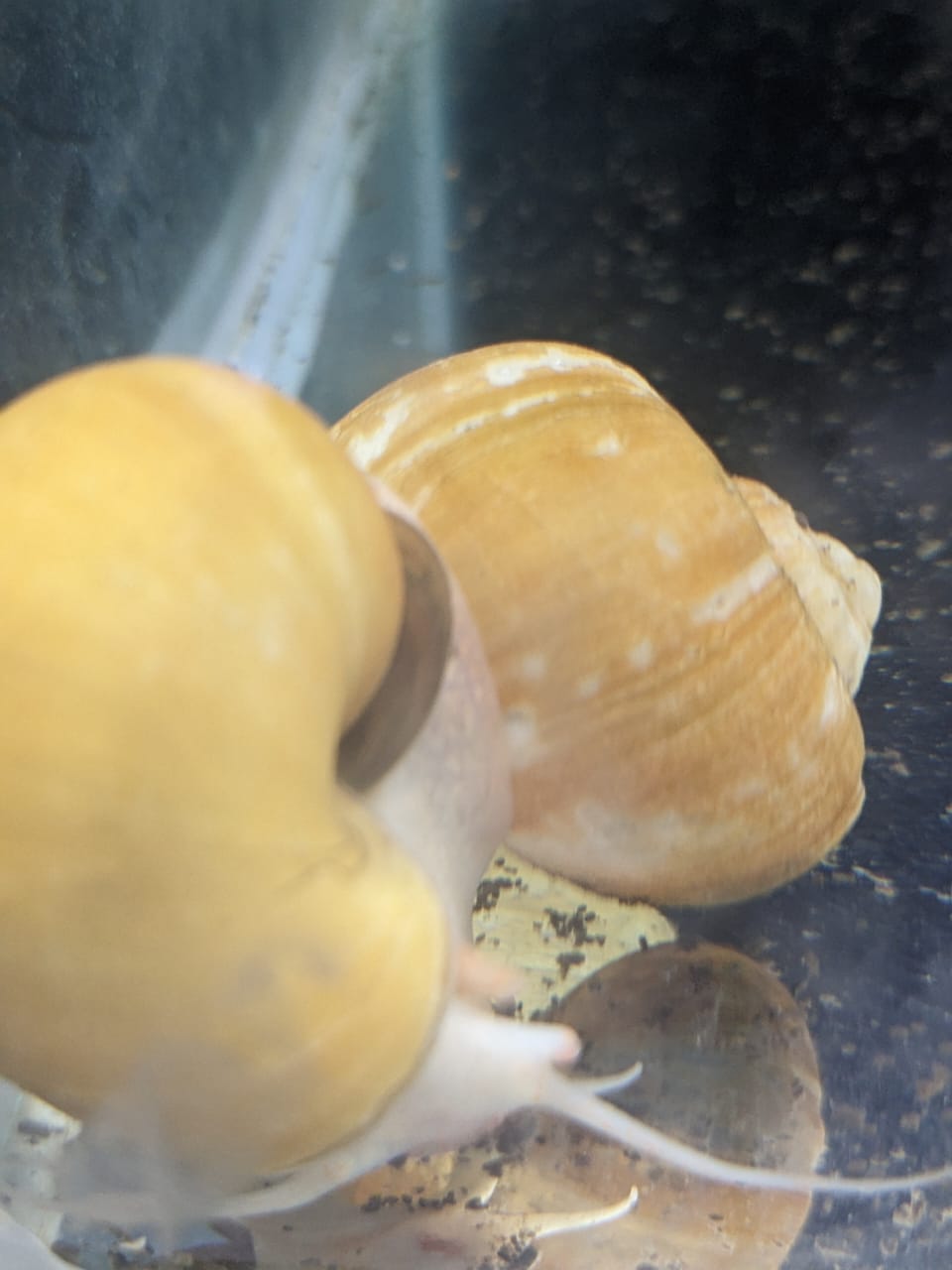 Apple Snail