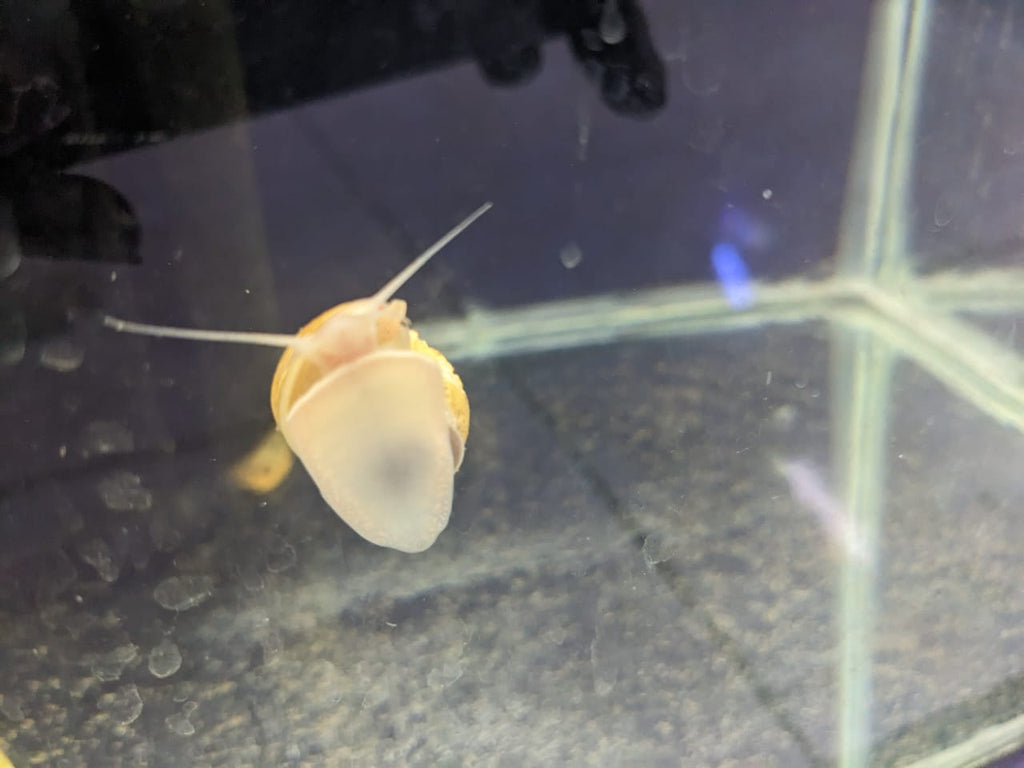 Apple Snail
