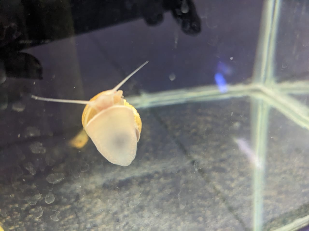 Apple Snail