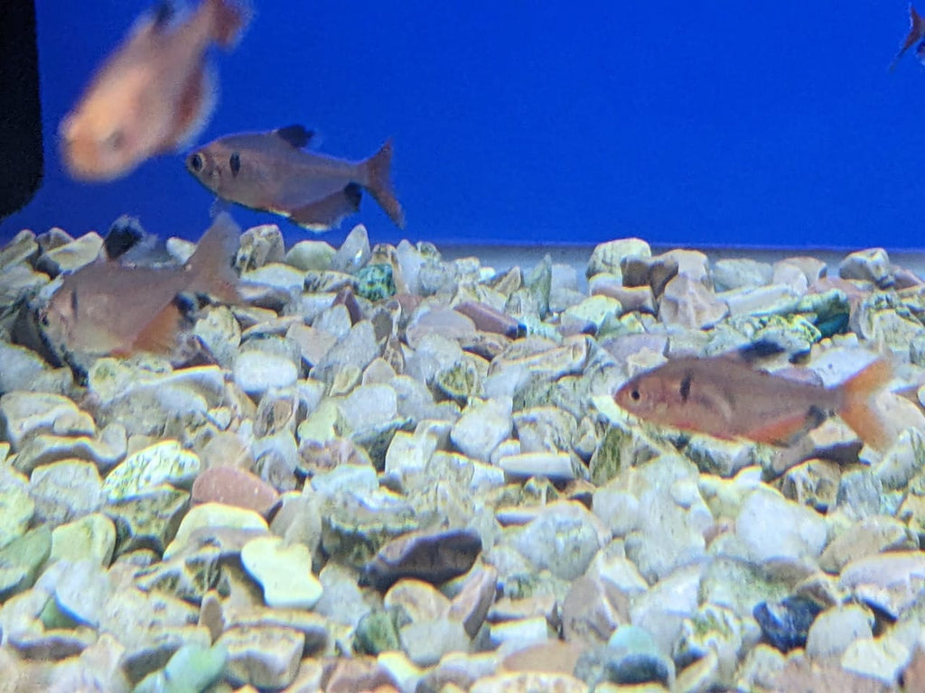 Veil Tail Serpae Tetra