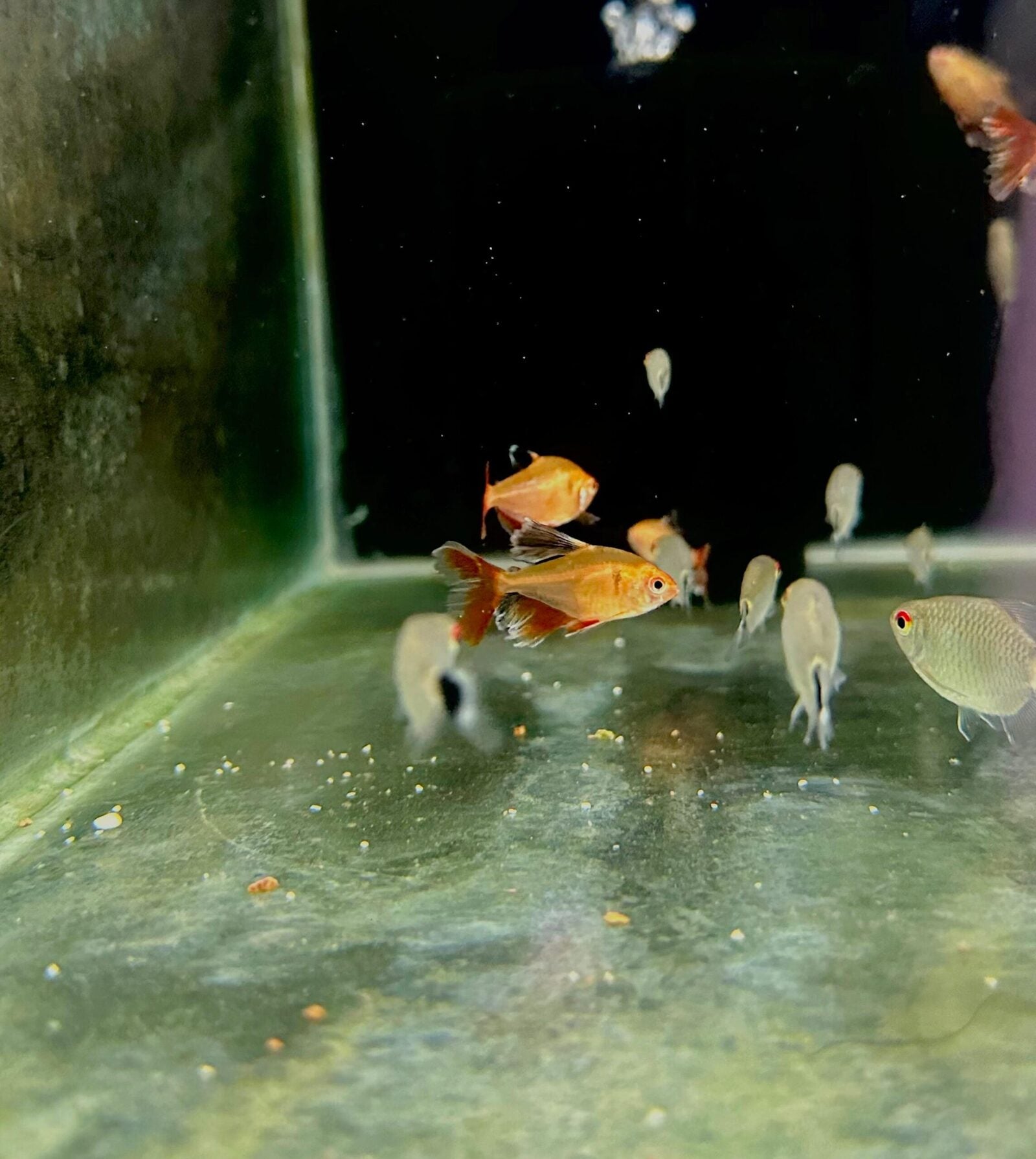 Veil Tail Serpae Tetra