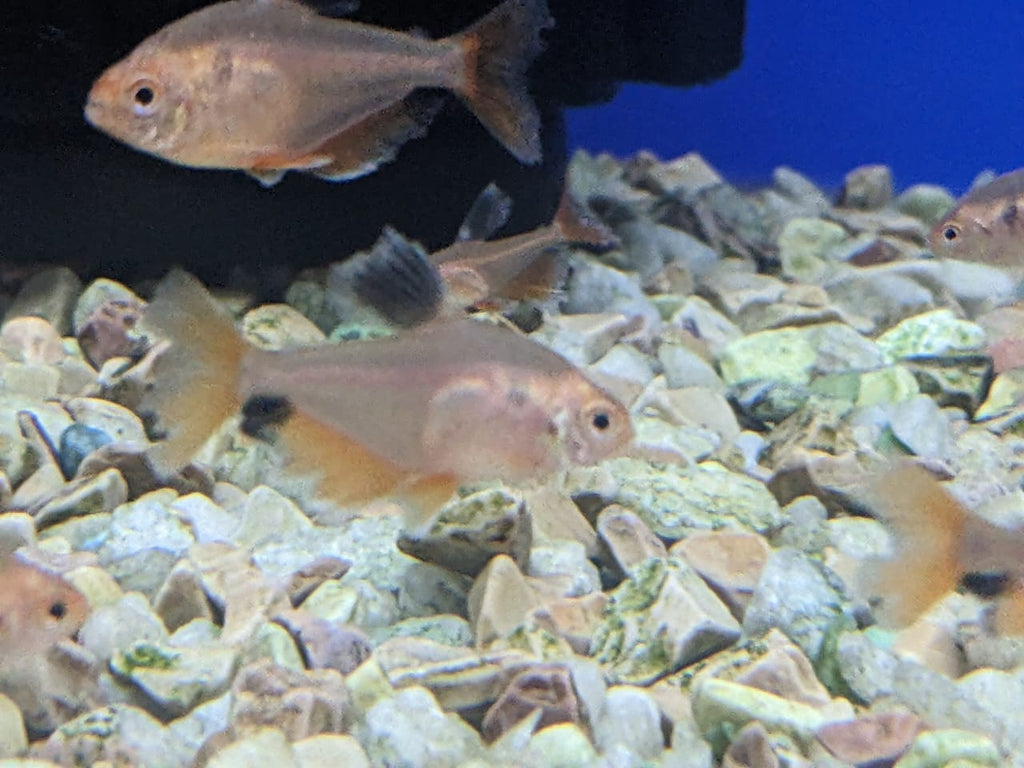 Veil Tail Serpae Tetra