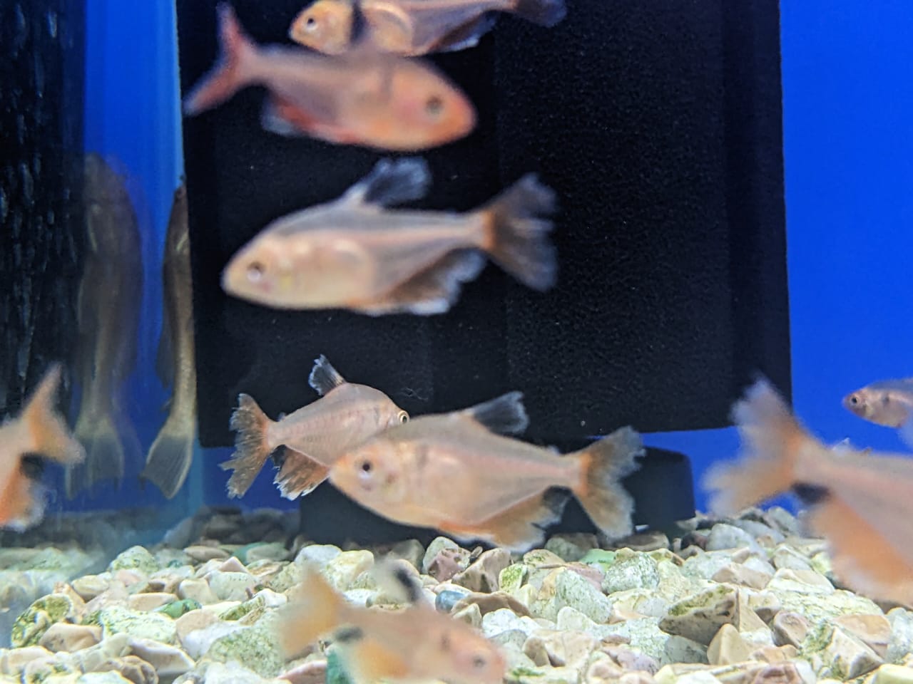 Veil Tail Serpae Tetra