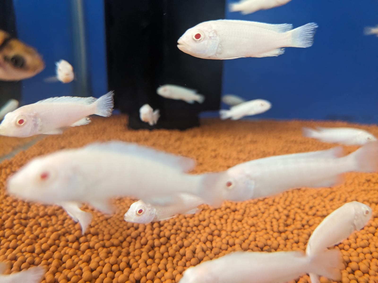 albino morphs