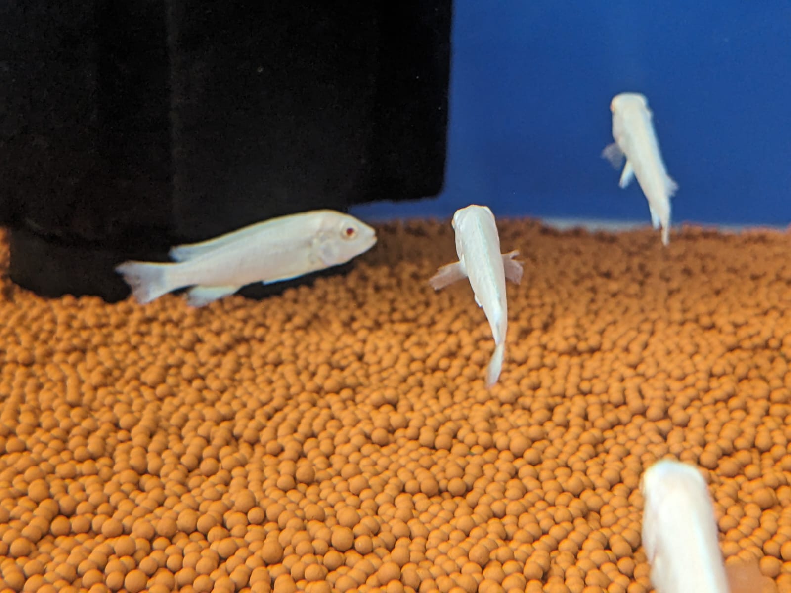 albino morphs
