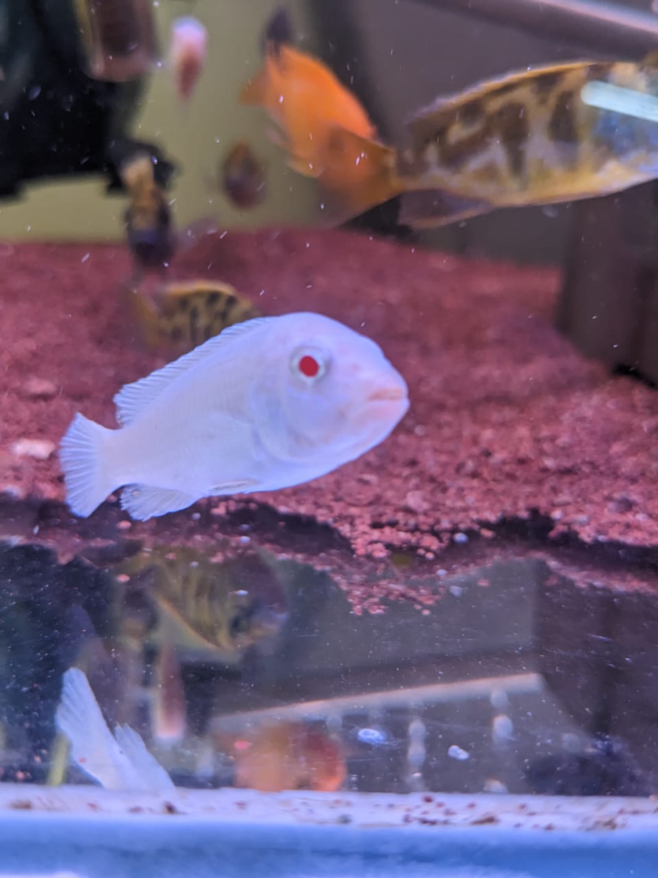 Albino morphs