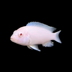 albino_morph