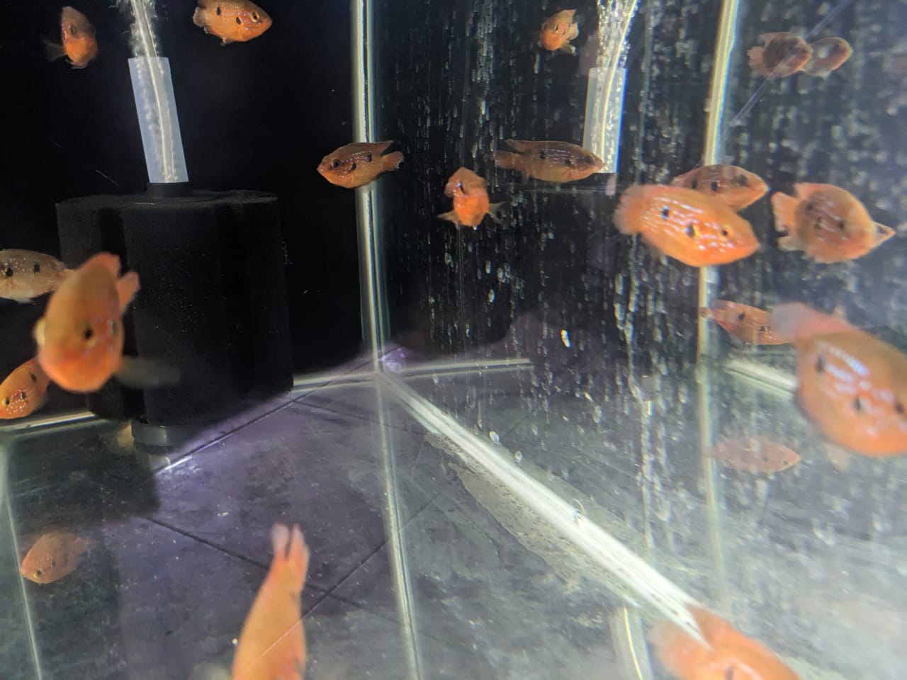 Red Jewel Cichlid