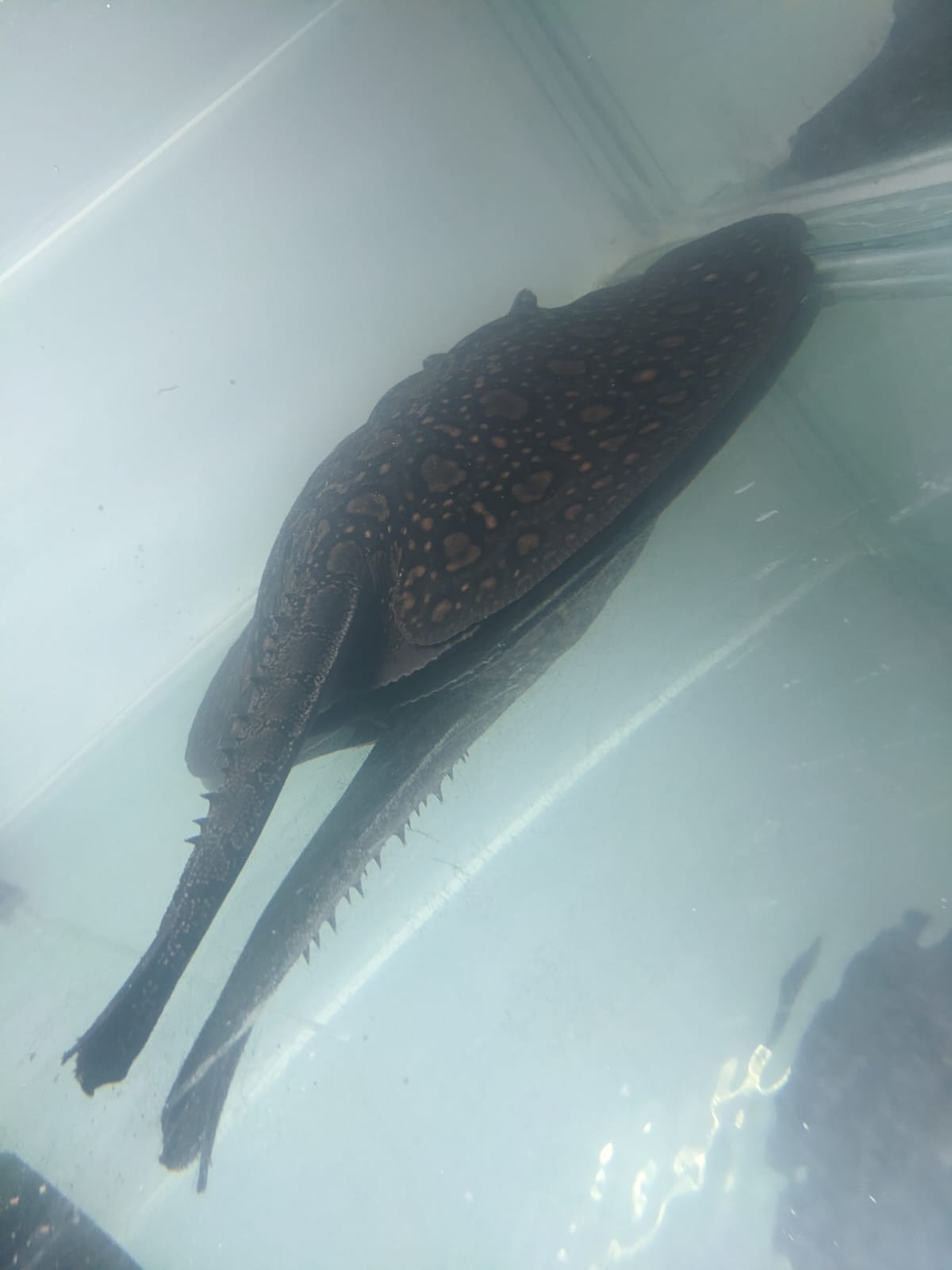Ocellate River Stingray