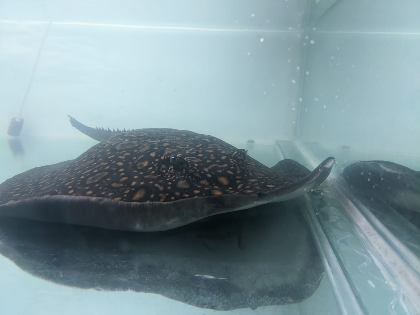 Ocellate River Stingray