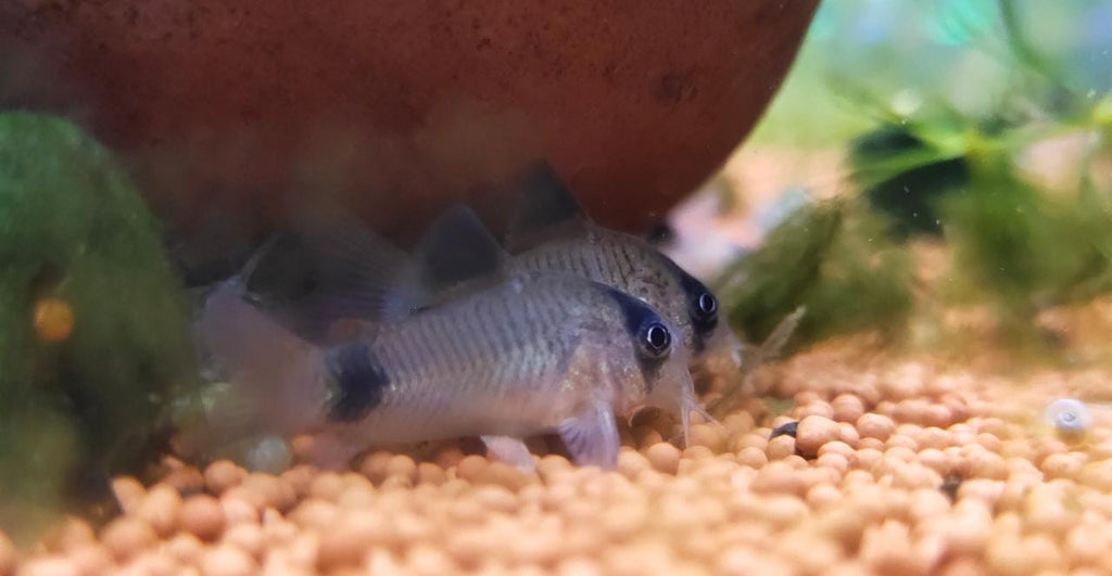 Panda-Cory