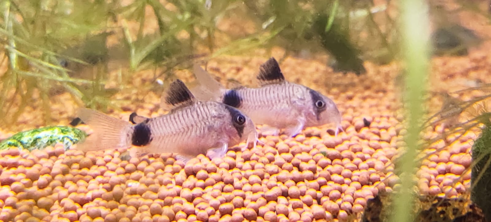 Panda-Cory
