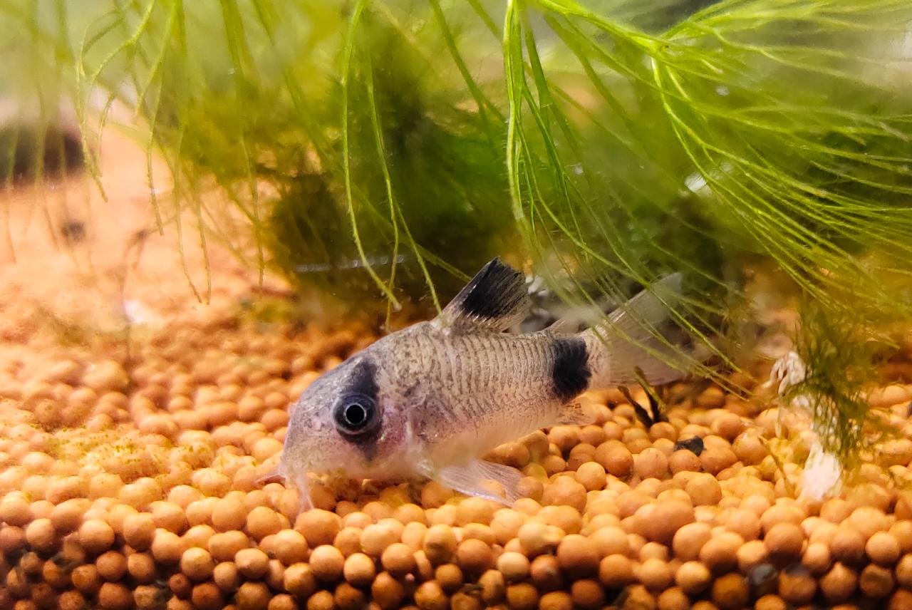 Panda-Cory
