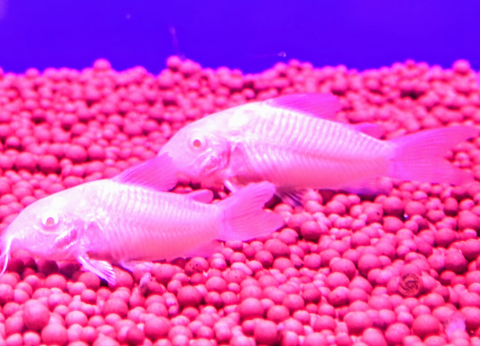 Albino cory