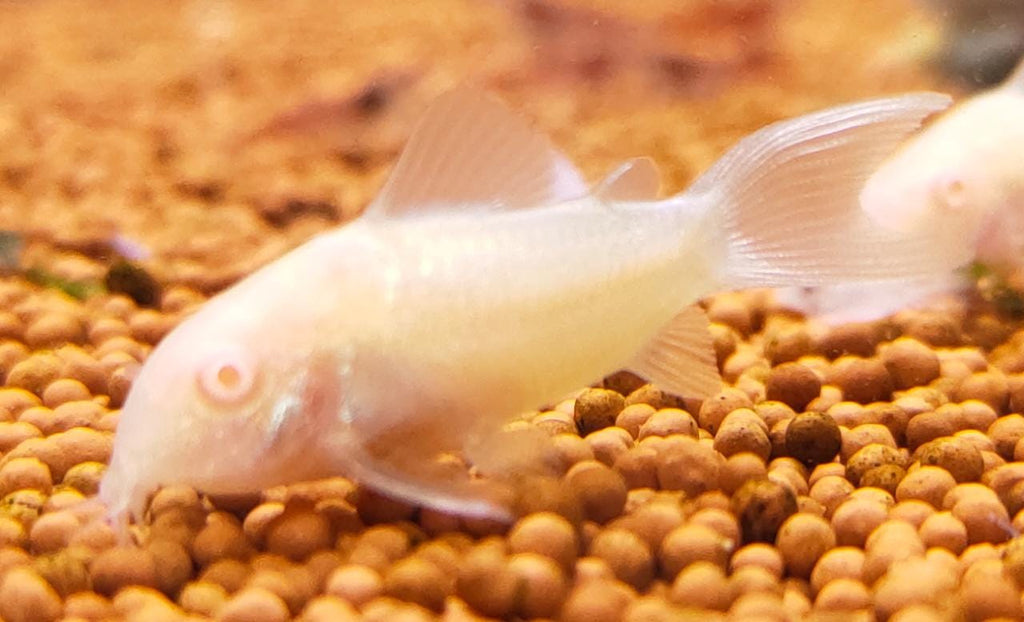 Albino Cory