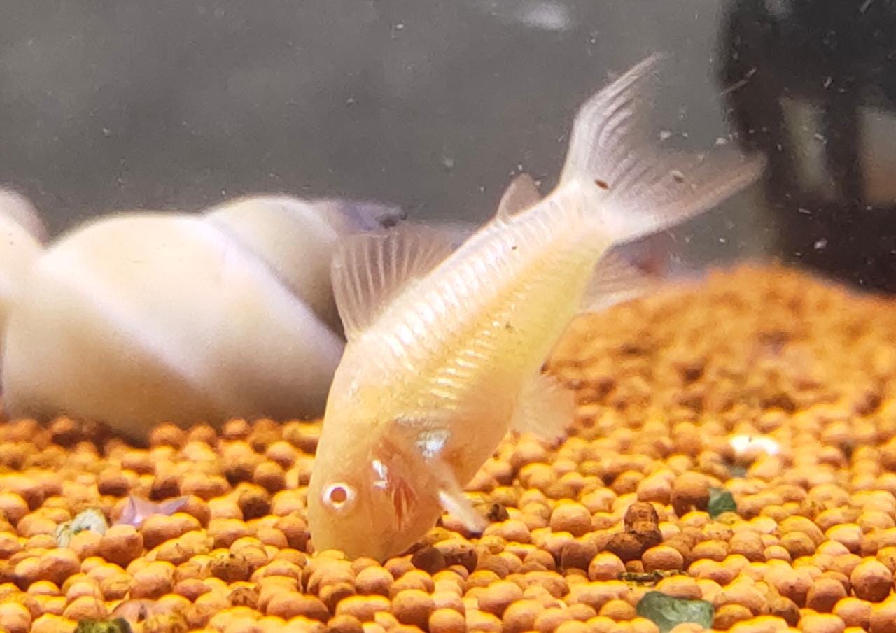 Albino Cory