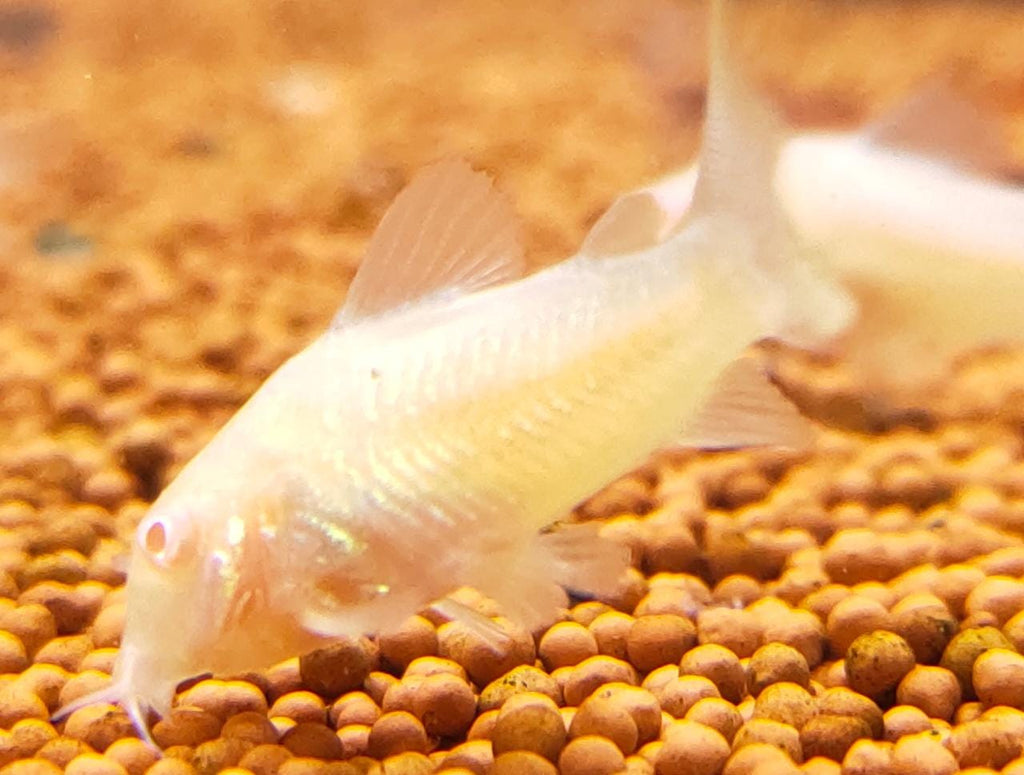 Albino Cory