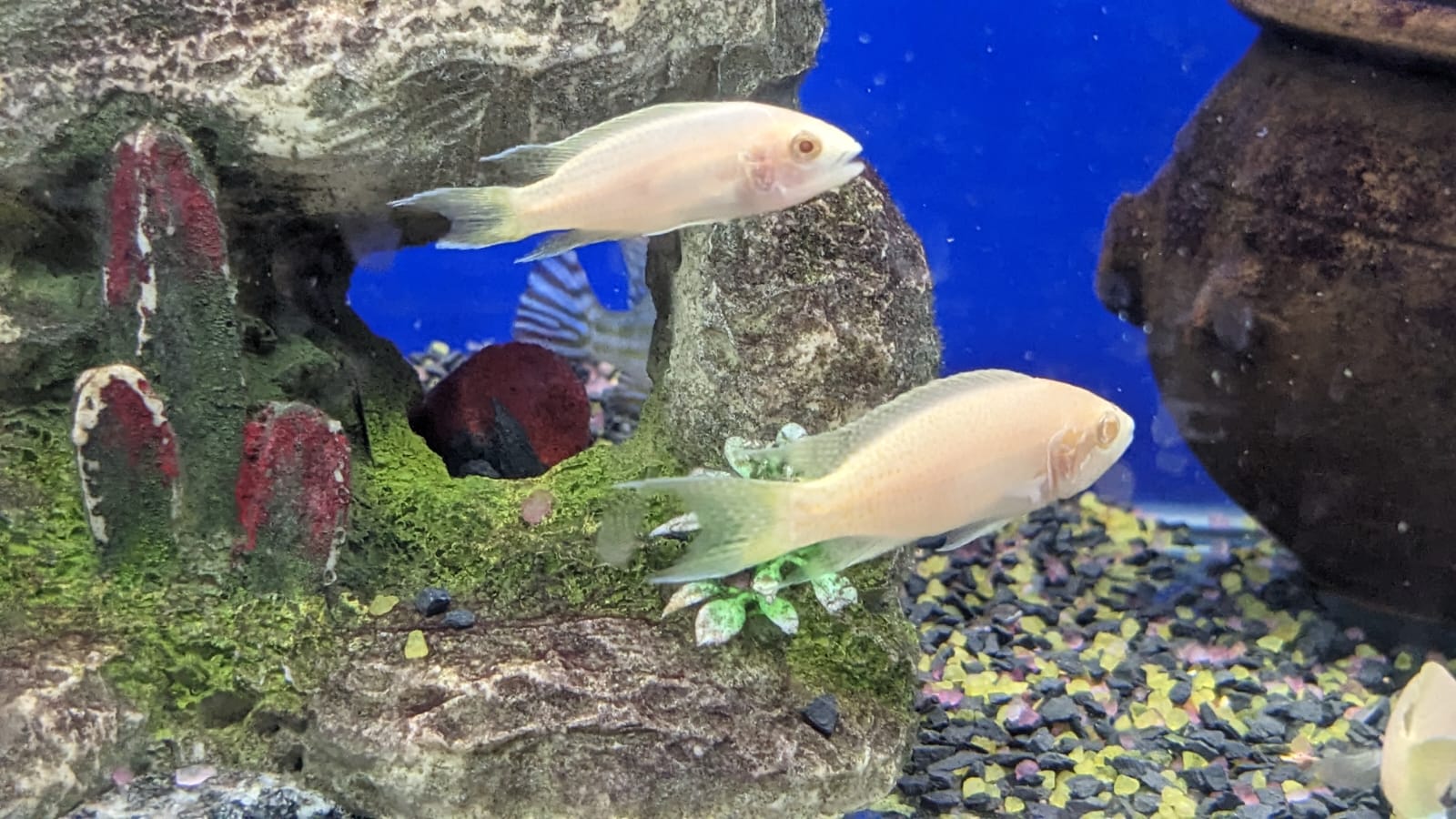 Albino Brichardi Cichlid
