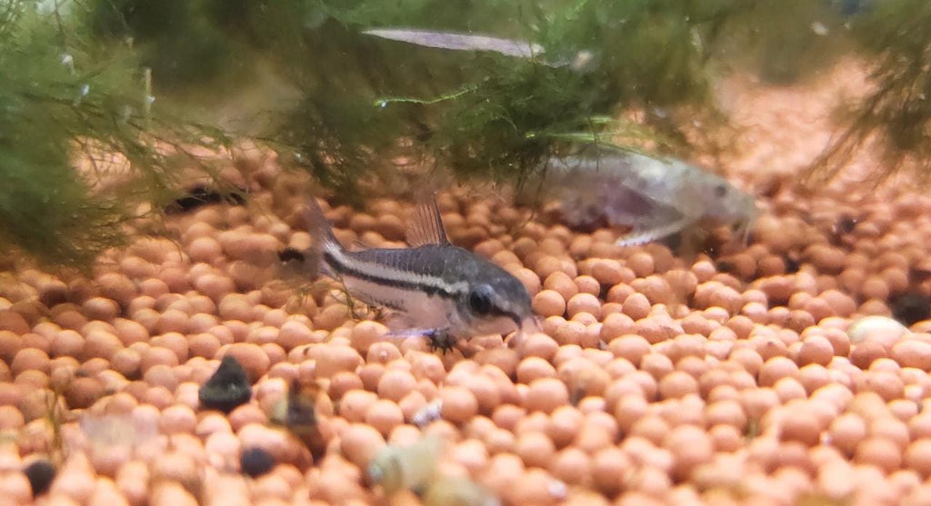 Pygmy Cory