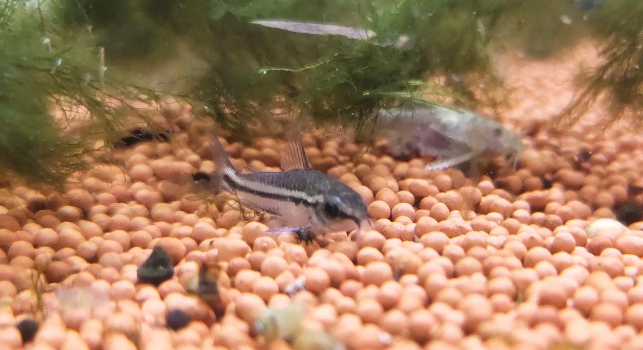 Pygmy Cory