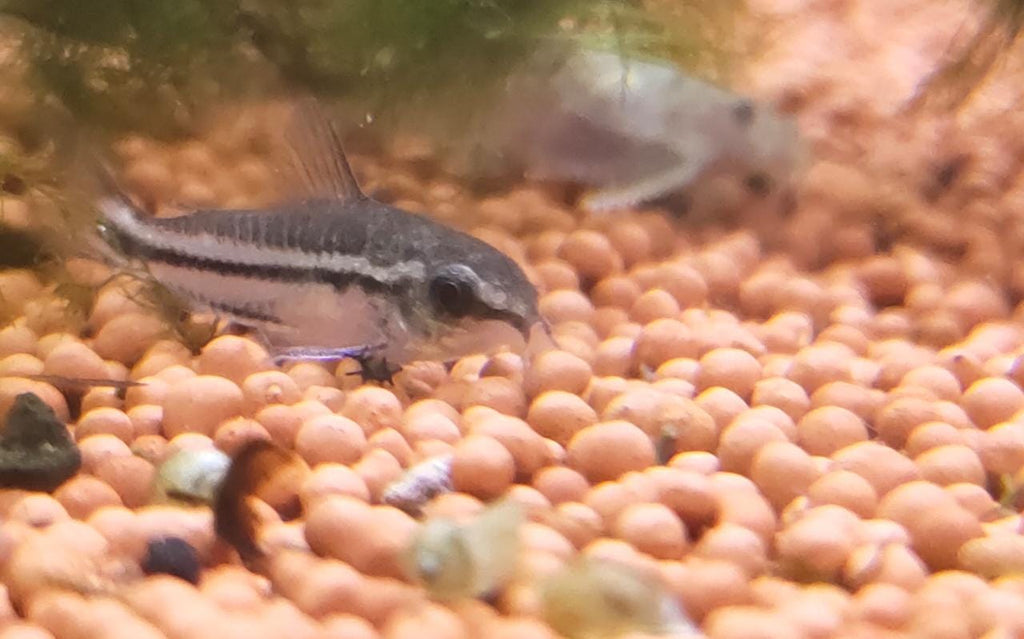 Pygmy-Cory