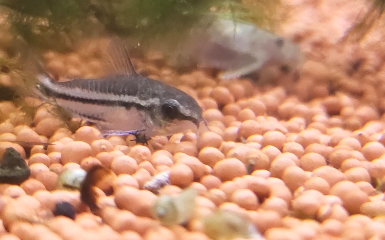 Pygmy-Cory