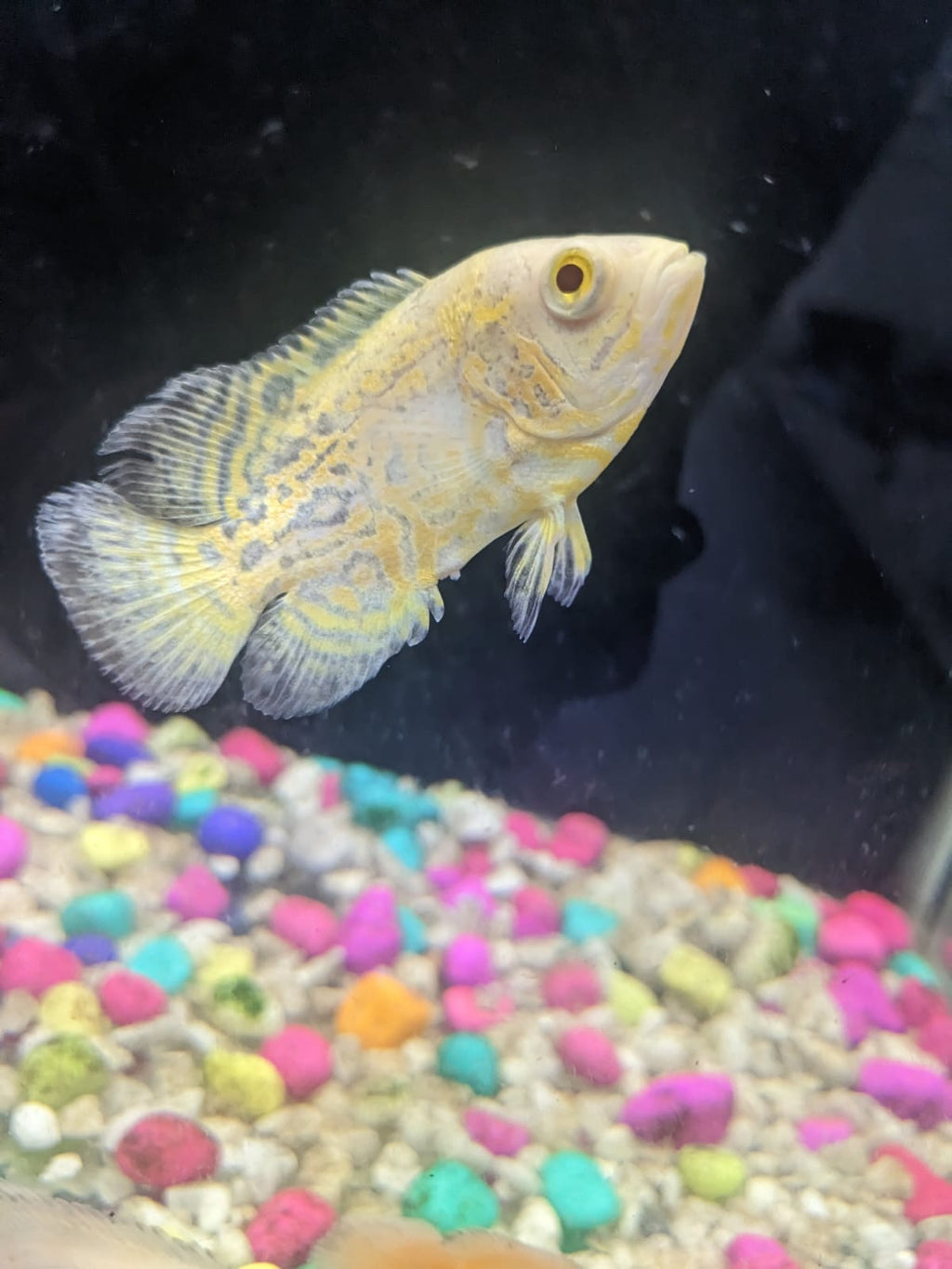Mango Oscar fish