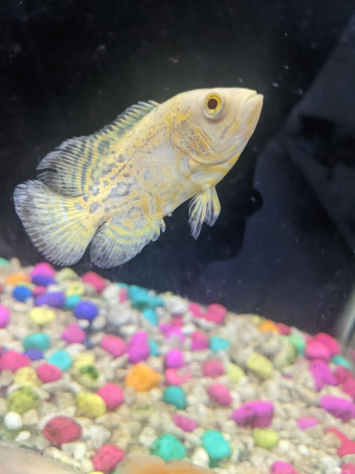 Mango Oscar fish