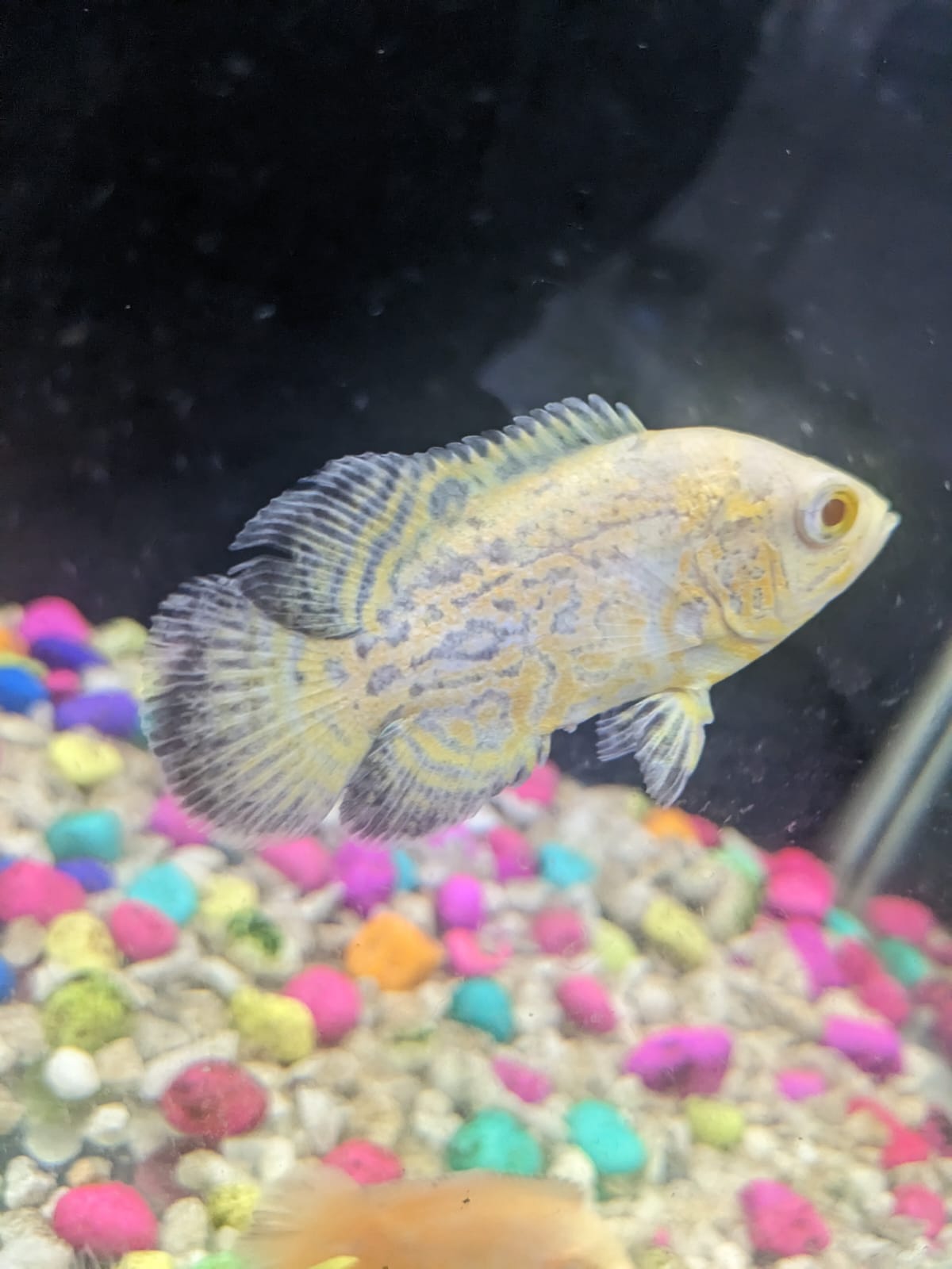 Mango Oscar fish