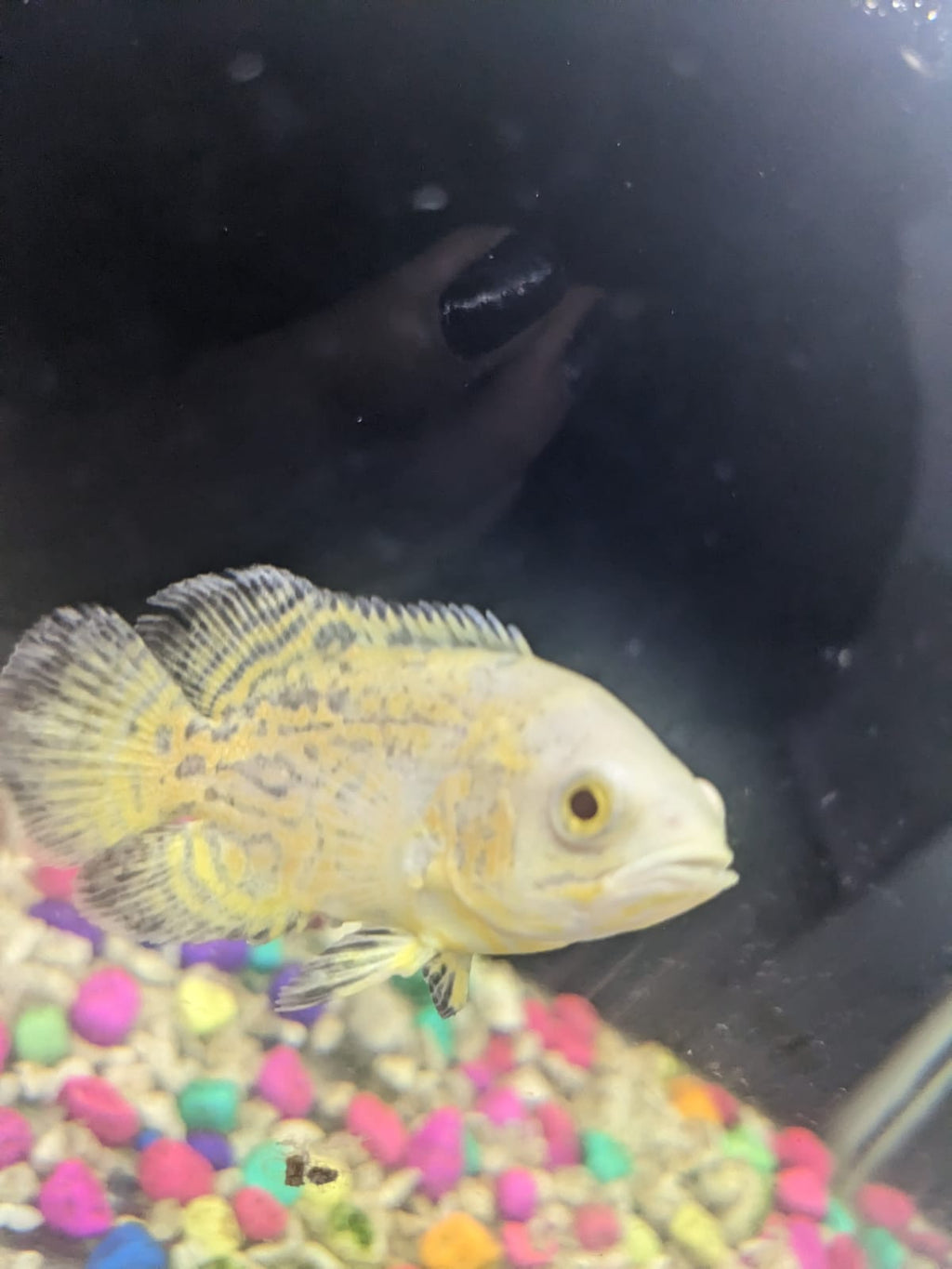 Mango Oscar fish
