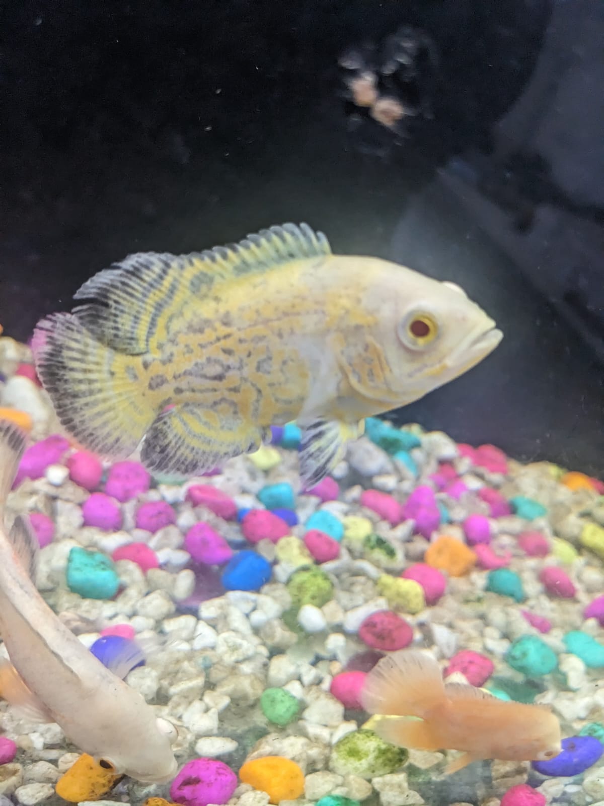 Mango Oscar fish