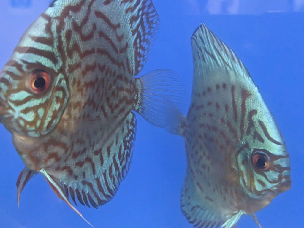 Cobalt Blue Discus Fish
