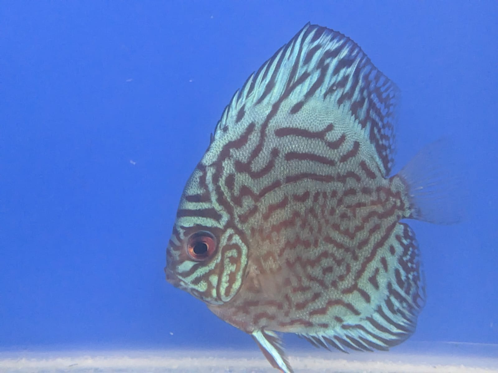 Cobalt Blue Discus Fish