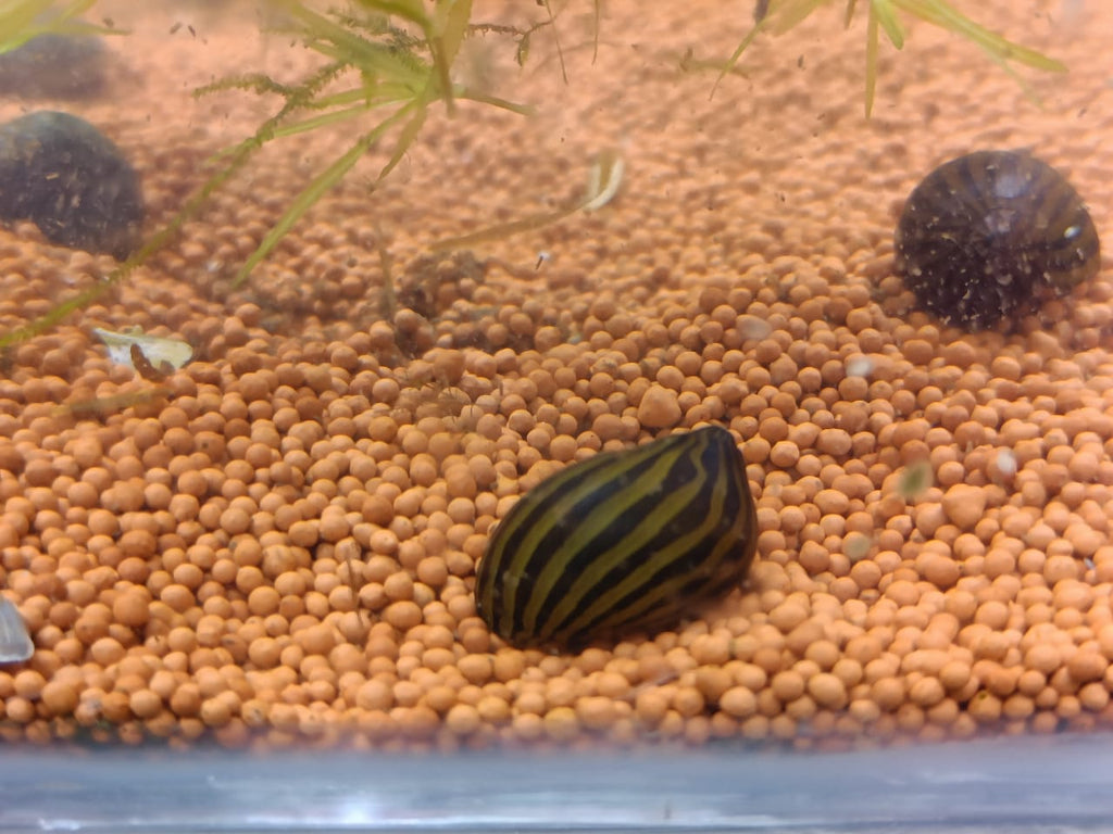 Zebra-Nerite-Snail