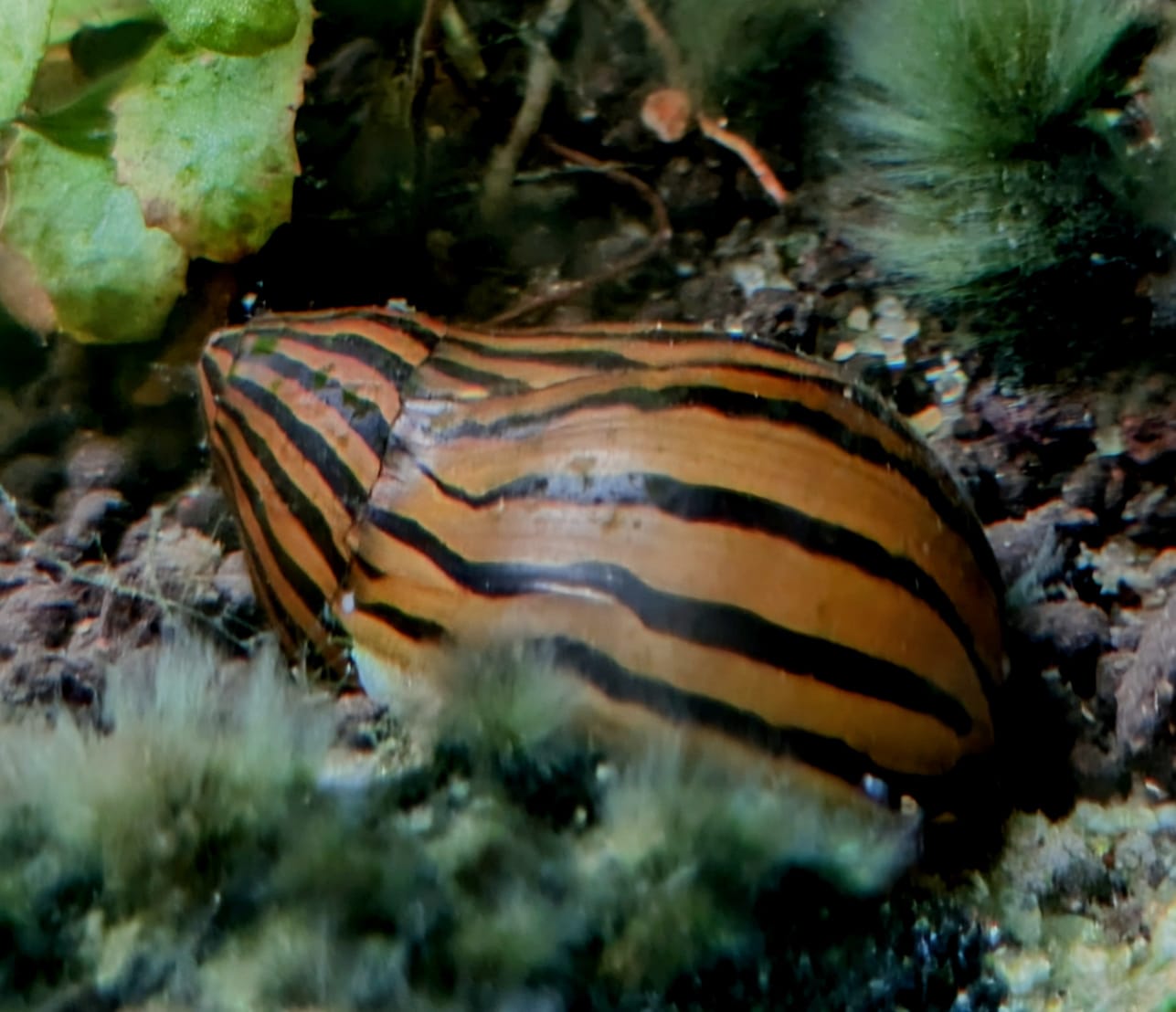 zebra nerite