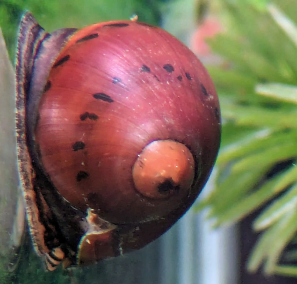 Spotted nerite