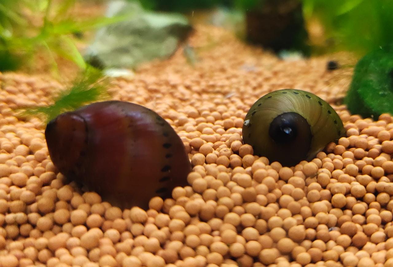 Spotted Nerite Snail