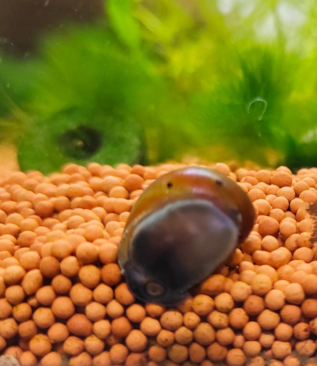 Spotted Nerite Snail1