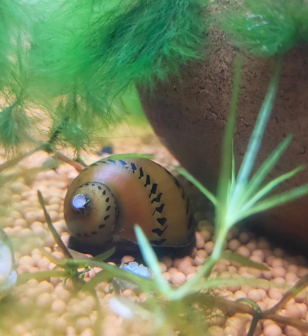 Spotted Nerite Snail2