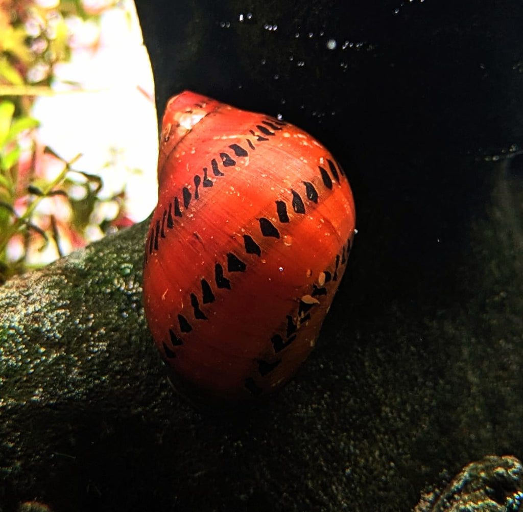 Spotted nerite snails
